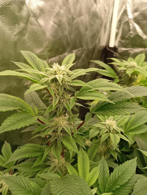 Run N2 Gorilla Glue #4 Fast Own Cut. Week 5