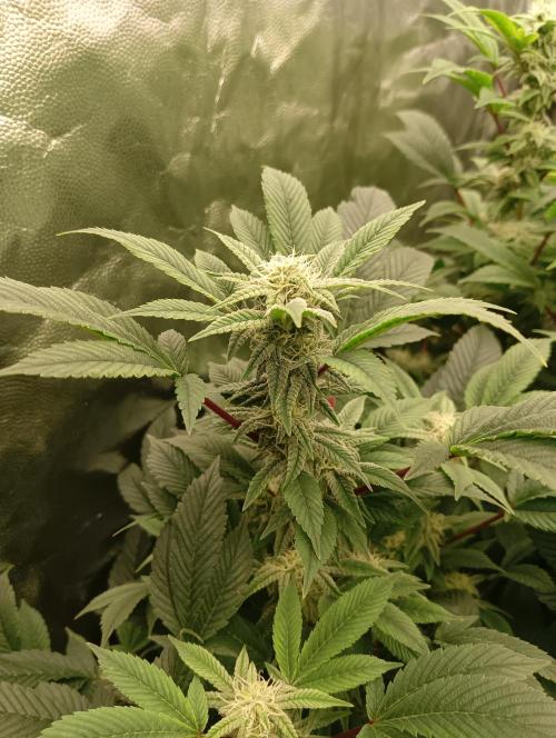 Run N2 Gorilla Glue #4 Fast Own Cut. Week 5