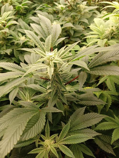 Run N2 Gorilla Glue #4 Fast Own Cut. Week 5