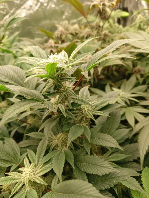 Run N2 Gorilla Glue #4 Fast Own Cut. Week 5