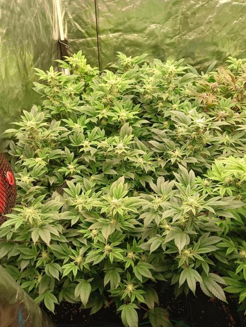 Run N2 Gorilla Glue #4 Fast Own Cut. Week 5