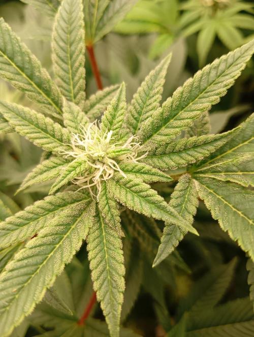 Run N2 Gorilla Glue #4 Fast Own Cut. Week 5