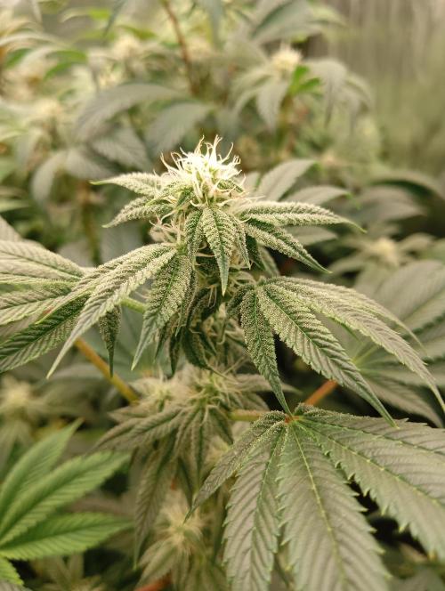 Run N1 Candy House. Week 18