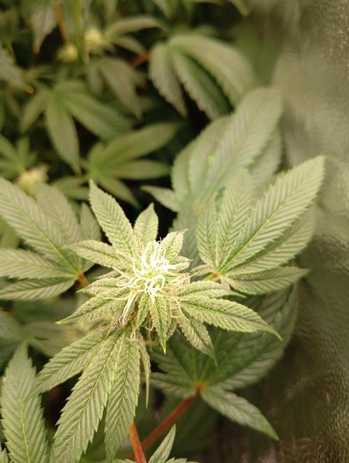 Run N1 Candy House. Week 18