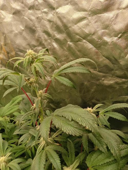 Run N1 Candy House. Week 18