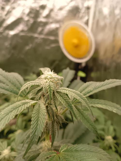 Run N1 Candy House. Week 18