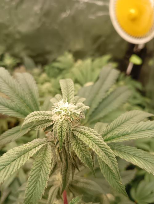 Run N1 Candy House. Week 18