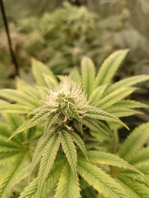 Run N1 Fruit Gum. Week 18