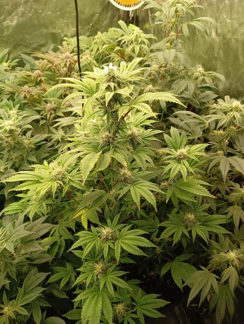 Run N1 Fruit Gum. Week 18