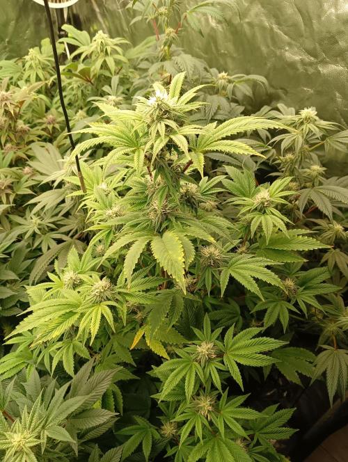 Run N1 Fruit Gum. Week 18