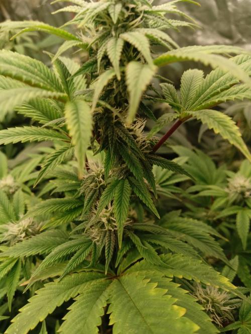 Run N1 Fruit Gum. Week 18