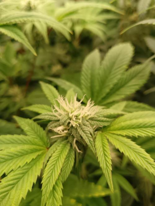 Run N1 Fruit Gum. Week 18