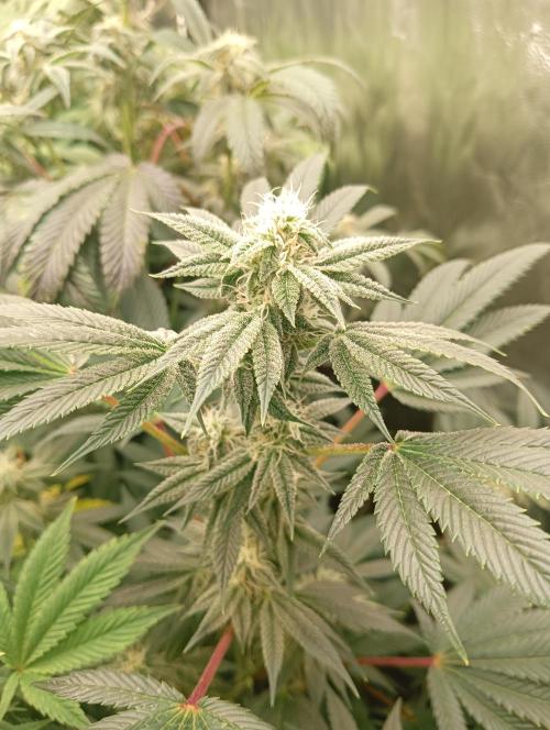 Run N1 Candy House. Week 19