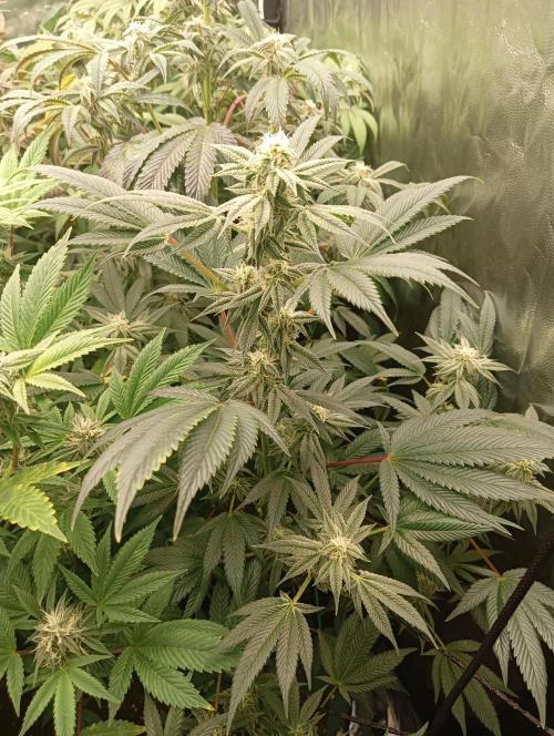 Run N1 Candy House. Week 19