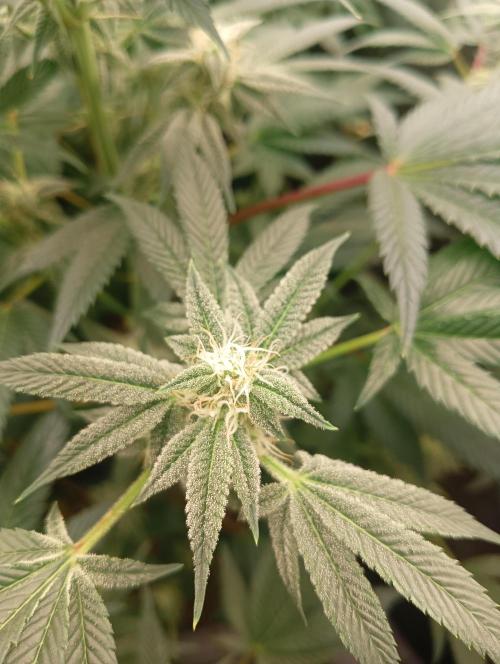 Run N1 Candy House. Week 19