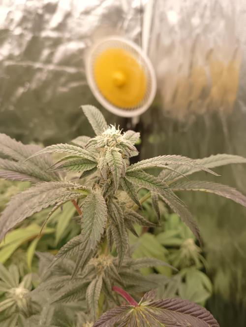 Run N1 Candy House. Week 19