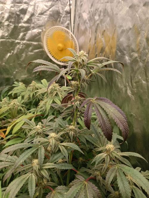 Run N1 Candy House. Week 19