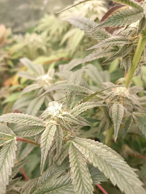 Run N1 Candy House. Week 19