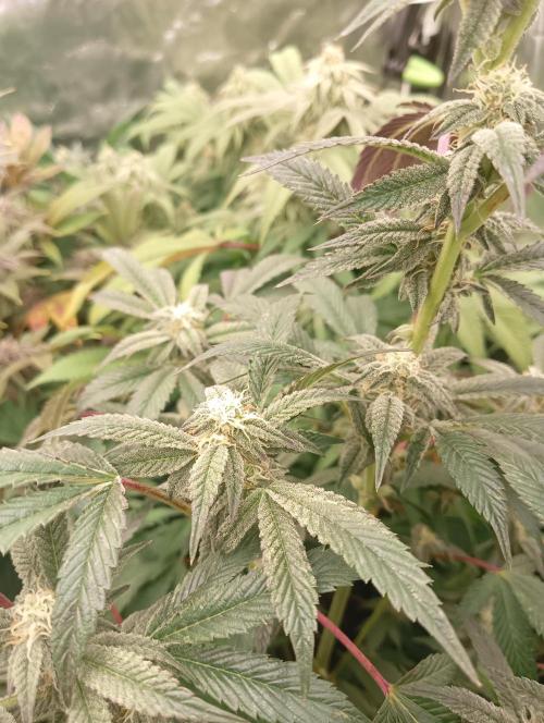 Run N1 Candy House. Week 19