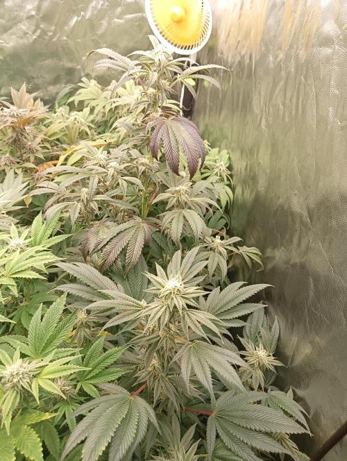 Run N1 Candy House. Week 19