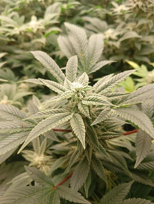 Run N2 Gorilla Glue #4 Fast Own Cut. Week 6