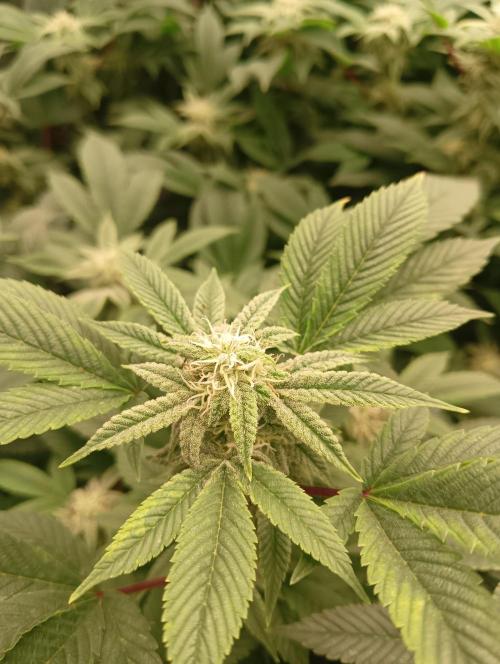 Run N2 Gorilla Glue #4 Fast Own Cut. Week 6