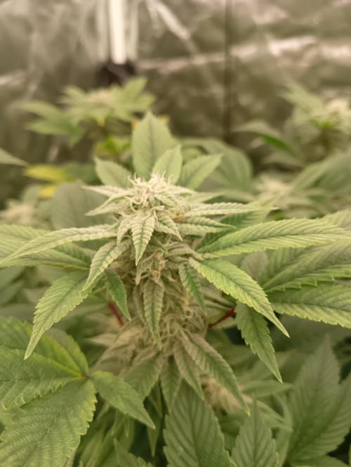 Run N2 Gorilla Glue #4 Fast Own Cut. Week 6