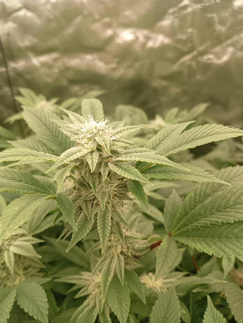 Run N2 Gorilla Glue #4 Fast Own Cut. Week 6