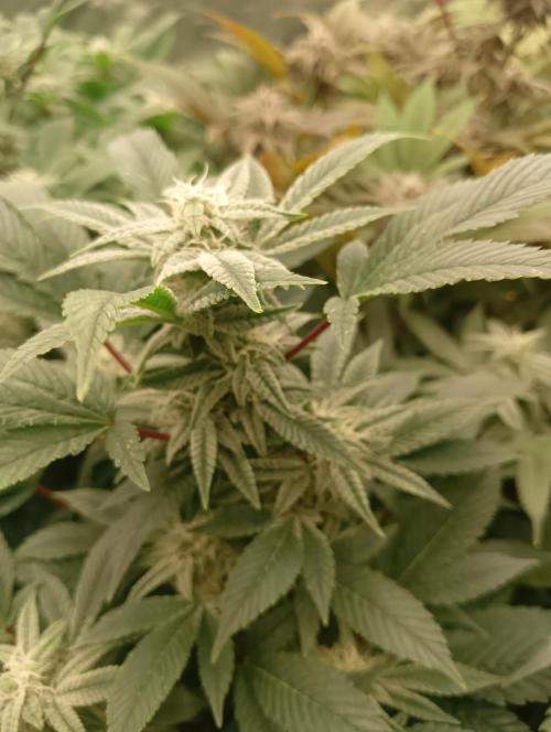 Run N2 Gorilla Glue #4 Fast Own Cut. Week 6