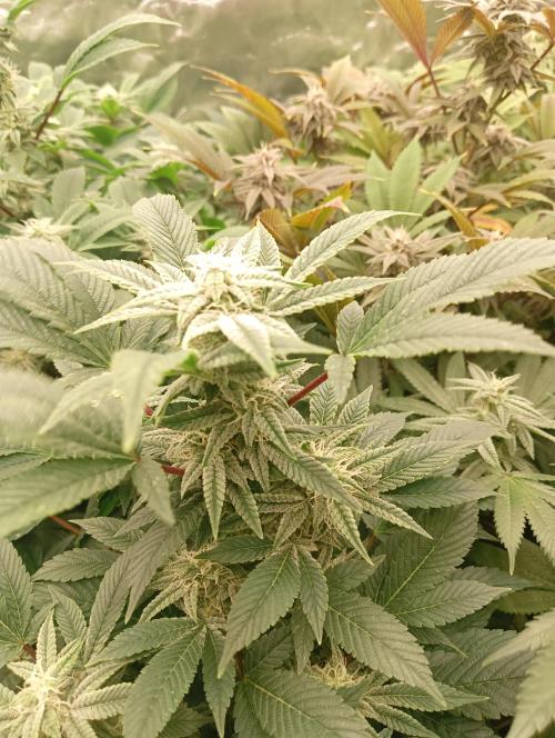 Run N2 Gorilla Glue #4 Fast Own Cut. Week 6