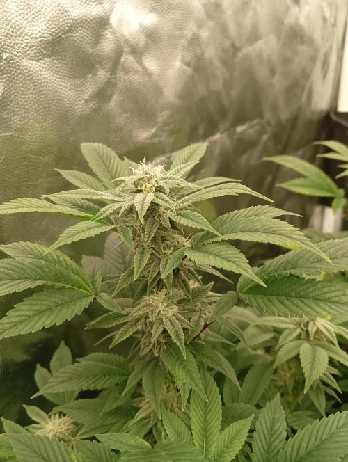 Run N2 Gorilla Glue #4 Fast Own Cut. Week 6