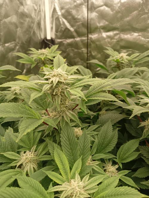 Run N2 Gorilla Glue #4 Fast Own Cut. Week 6