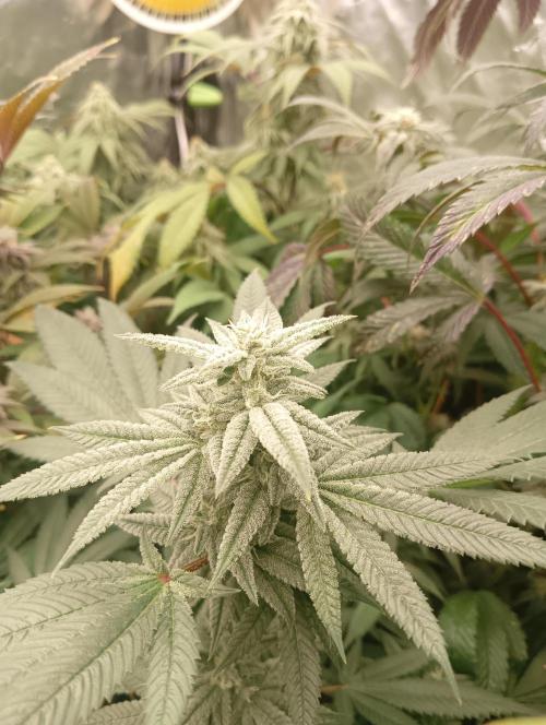 Run N3 Coffee Creamer x 50 Dragons. Week 6