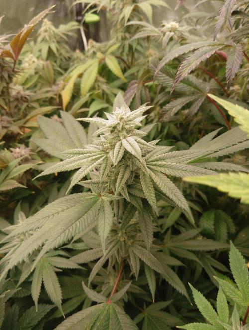 Run N3 Coffee Creamer x 50 Dragons. Week 6