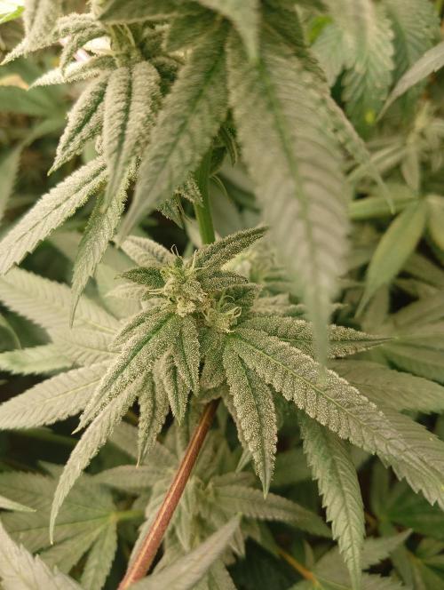 Run N3 Coffee Creamer x 50 Dragons. Week 6