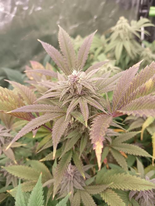 Run N3 Coffee Creamer x 50 Dragons. Week 6