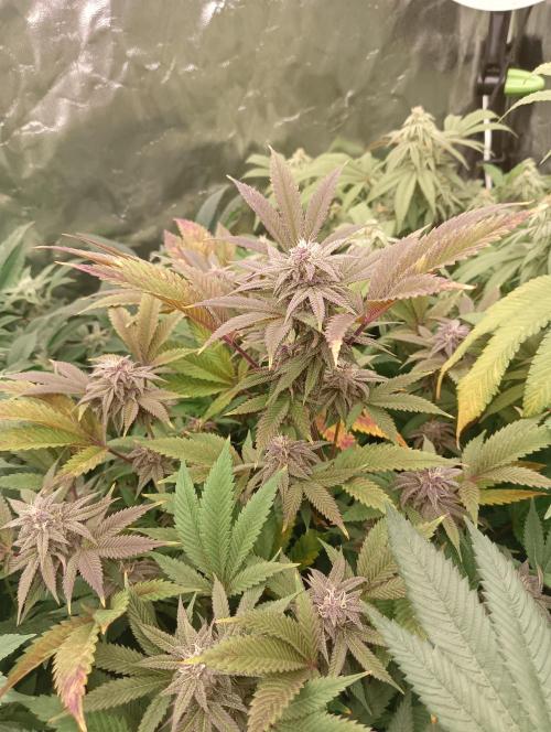 Run N3 Coffee Creamer x 50 Dragons. Week 6