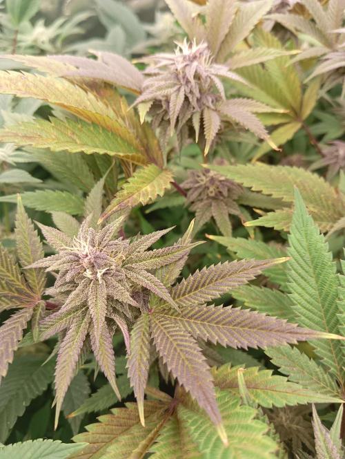 Run N3 Coffee Creamer x 50 Dragons. Week 6