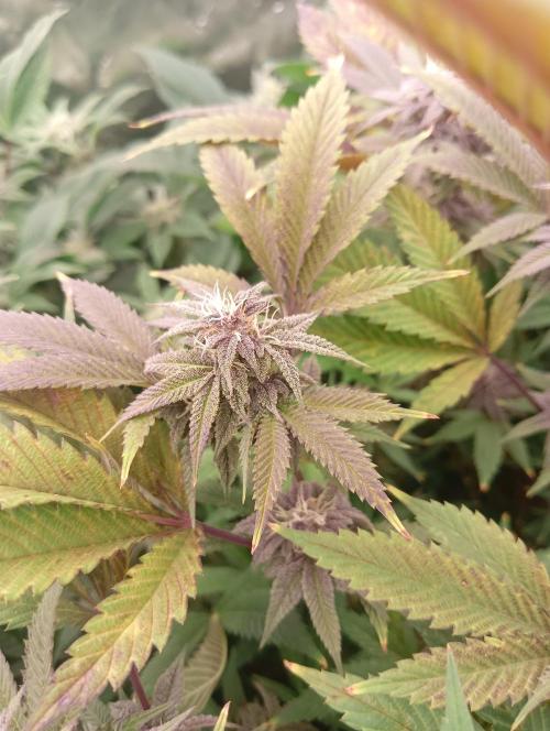 Run N3 Coffee Creamer x 50 Dragons. Week 6