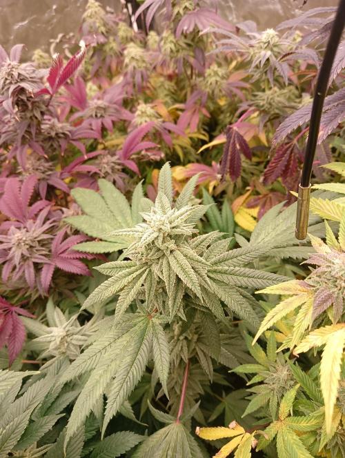 Run N3 Coffee Creamer x 50 Dragons. Week 8