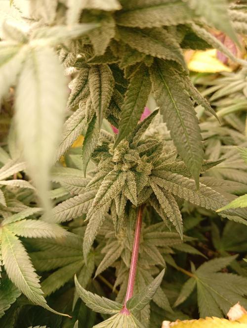 Run N3 Coffee Creamer x 50 Dragons. Week 8