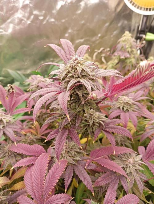 Run N3 Coffee Creamer x 50 Dragons. Week 8