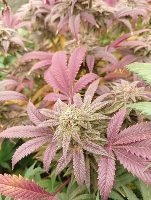 Run N3 Coffee Creamer x 50 Dragons. Week 8