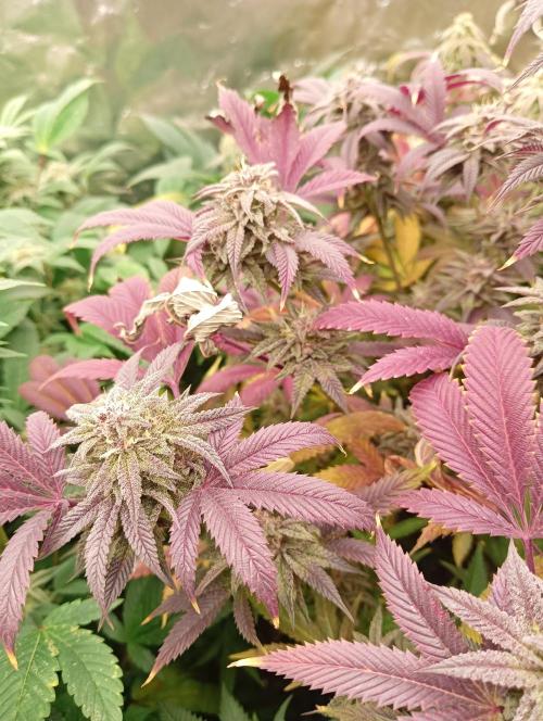 Run N3 Coffee Creamer x 50 Dragons. Week 8