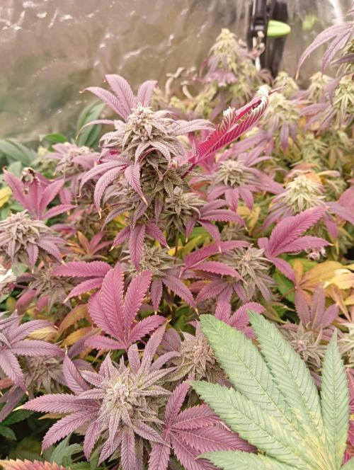 Run N3 Coffee Creamer x 50 Dragons. Week 8