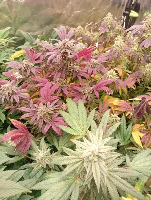 Run N3 Coffee Creamer x 50 Dragons. Week 8