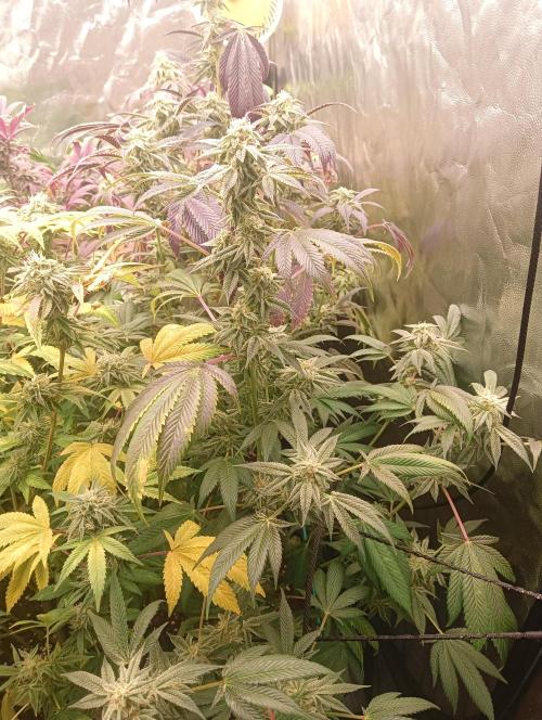 Run N1 Candy House. Week 21