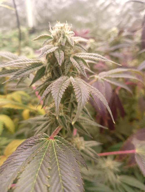 Run N1 Candy House. Week 21