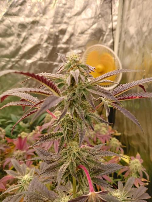 Run N1 Candy House. Week 21