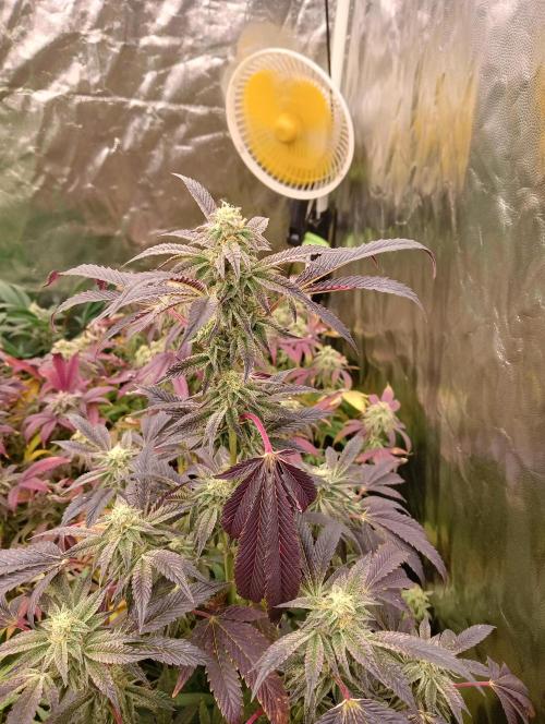 Run N1 Candy House. Week 21